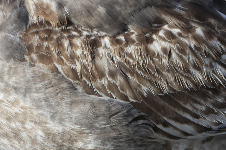gull feathers